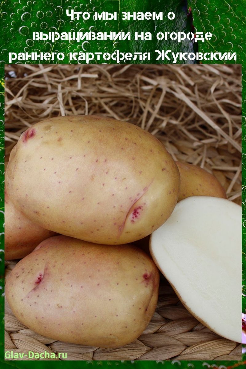 patatas tempranas Zhukovsky