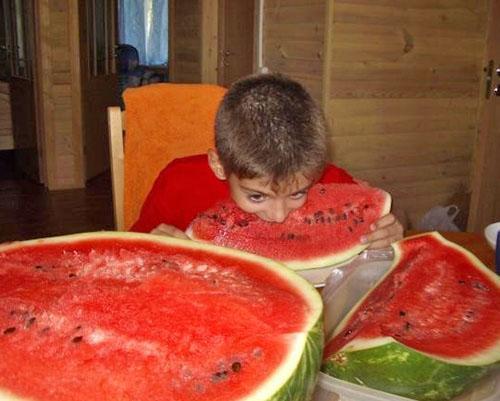 Deliciosas y jugosas bayas crecen bajo el sol brillante