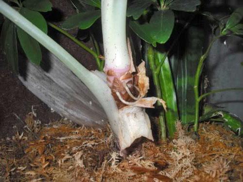 Enraizamiento de la parte superior cortada de la alocasia.
