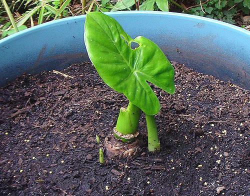 Rejuvenecimiento de plantas