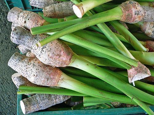 En India, la alocasia se cultiva para tubérculos.