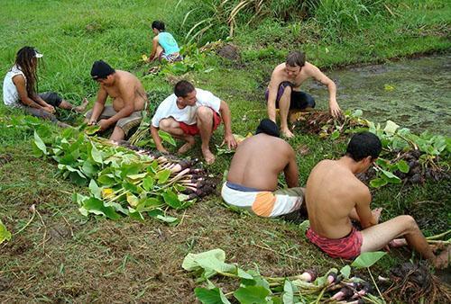 Recolección y limpieza de tubérculos de alocasia