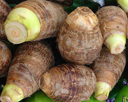 Los rizomas de alocasia son ricos en hierro, fósforo, niacina y riboflavina