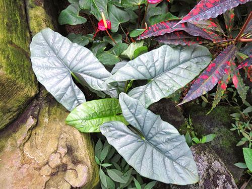 La apariencia de la planta depende del estado del rizoma de alocasia.