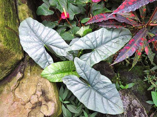 L'apparence de la plante dépend de l'état du rhizome de l'alocasia