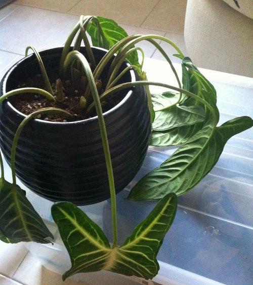 La planta necesita ayuda