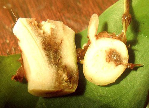 El daño de la raíz conduce a la muerte de la planta