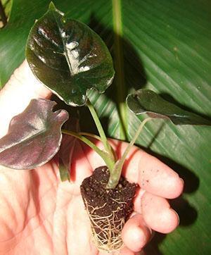 Planta joven de un nódulo hija