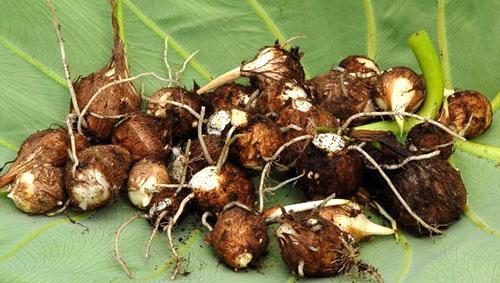 Los nódulos de alocasia sanos se seleccionan para la reproducción.