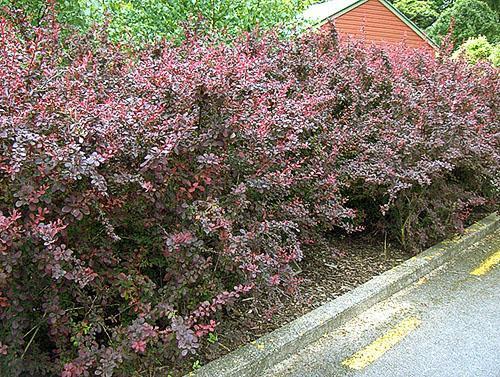 Barberry Ottawa en lugar del seto del sitio