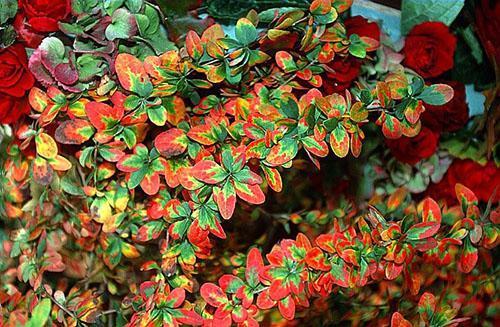 Barberry Amur es capaz de decorar cualquier paisaje.