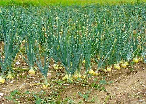 cebollas en el huerto