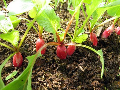 radis de jardin