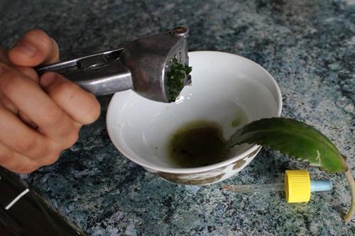 Jus de Kalanchoé