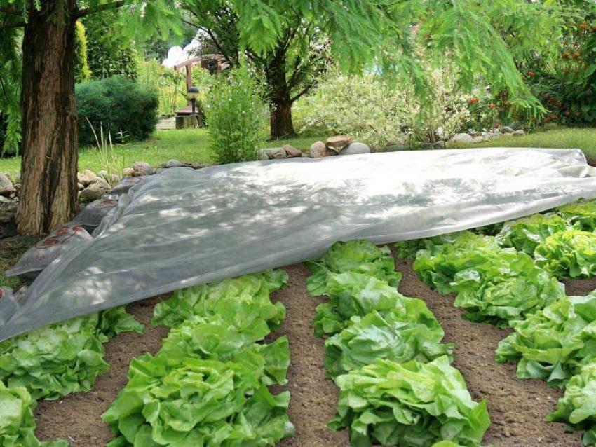 ensalada bajo agrofibra blanca