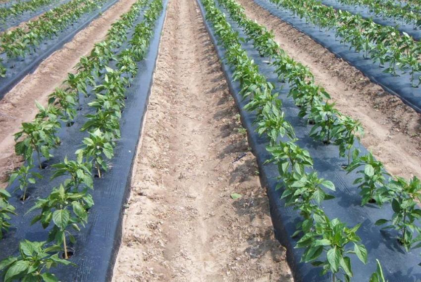 que se puede plantar bajo agrofibra