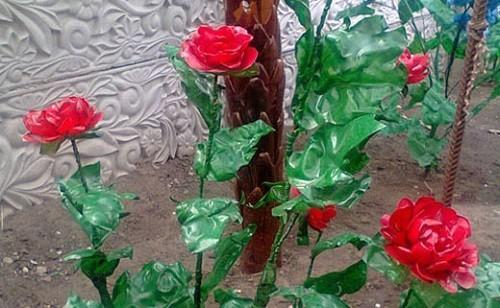 roses rouges de bouteilles en plastique