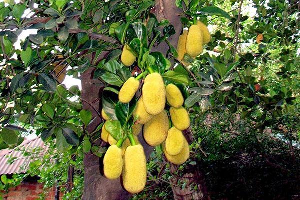 vrai fruit à pain