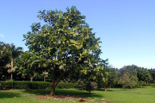 gros fruit à pain