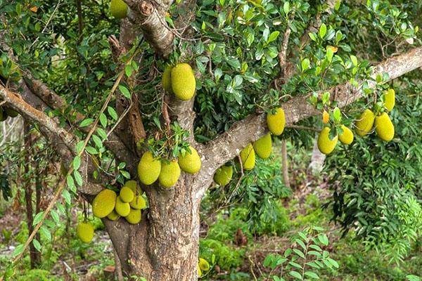 les fruits de l'arbre à pain mûrissent