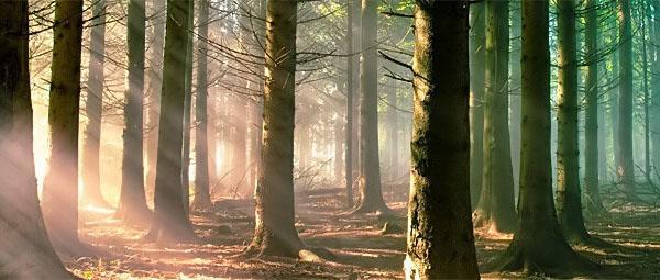 forêt de cèdres