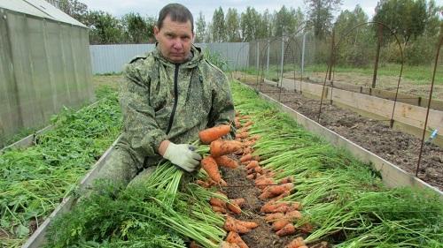 cosechando zanahorias