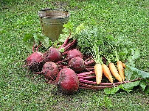 carottes et betteraves