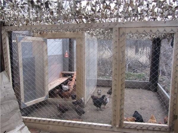 pollos en el aviario