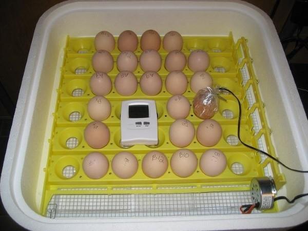 poner huevos en una incubadora