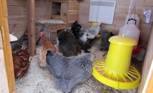 pollos en un gallinero