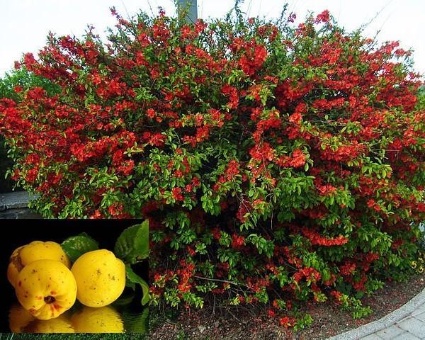 membrillo japonés en flor y frutas