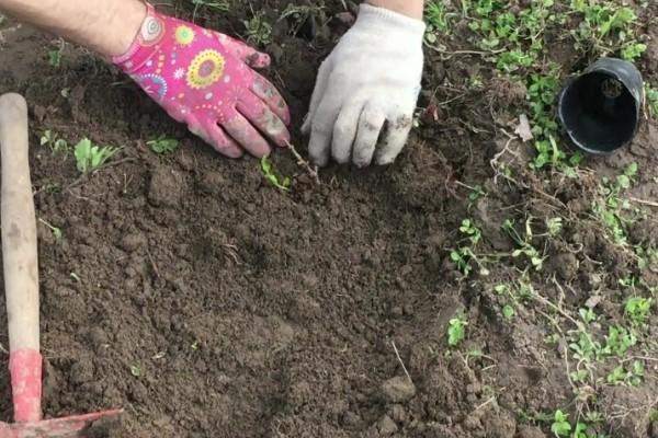 plantar membrillo japonés