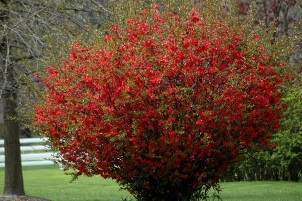 rosal japonés