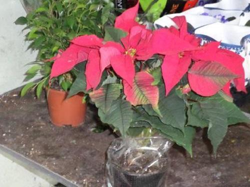 acheté du poinsettia