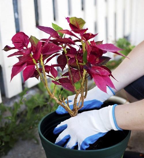 greffe de poinsettia