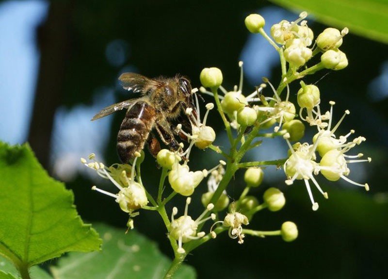 collecte de pollen