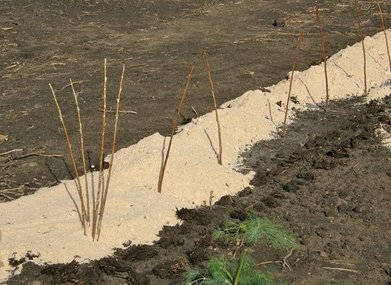 plantar plántulas de frambuesa