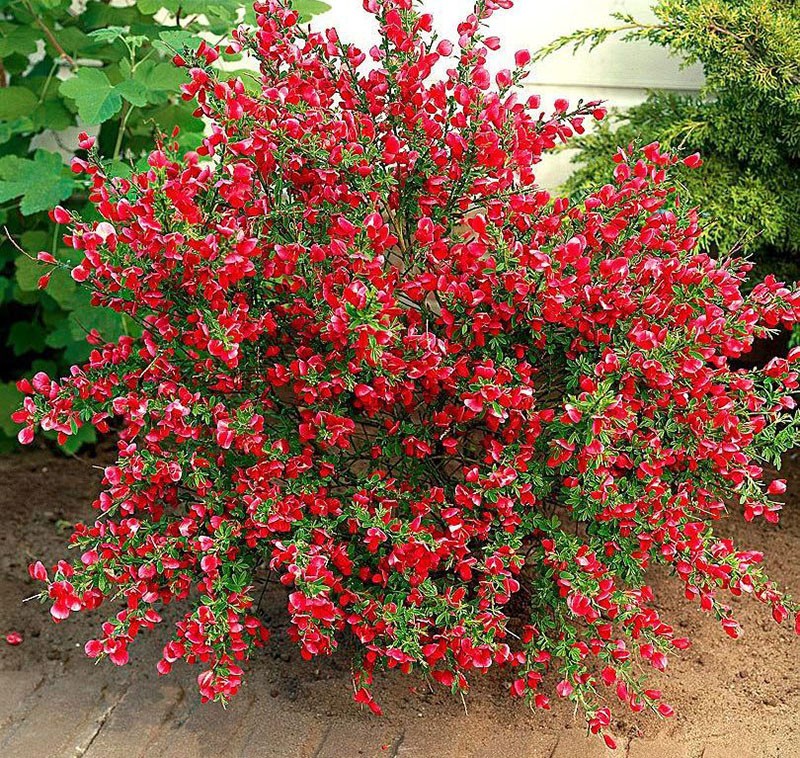 Variété Boskop Ruby