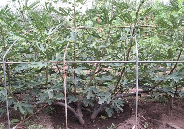 higos en el jardín