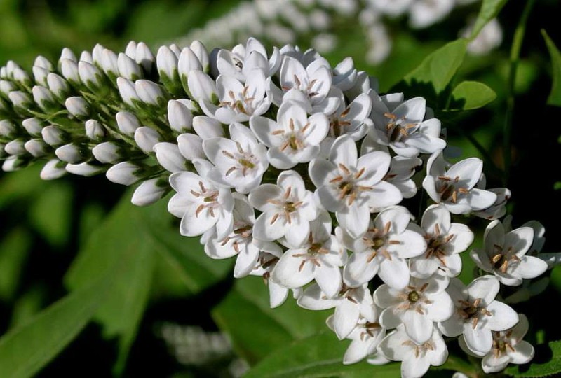 floraison de la salicaire