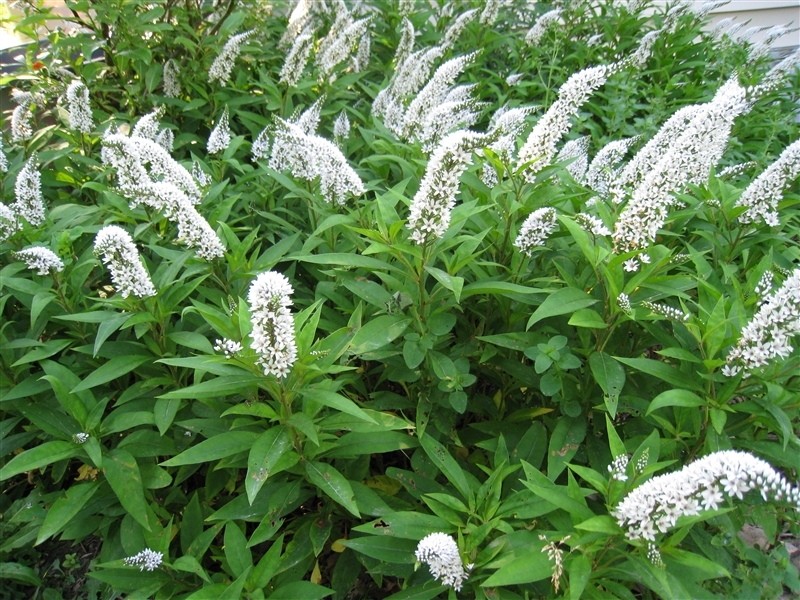 salicaria elizabeth