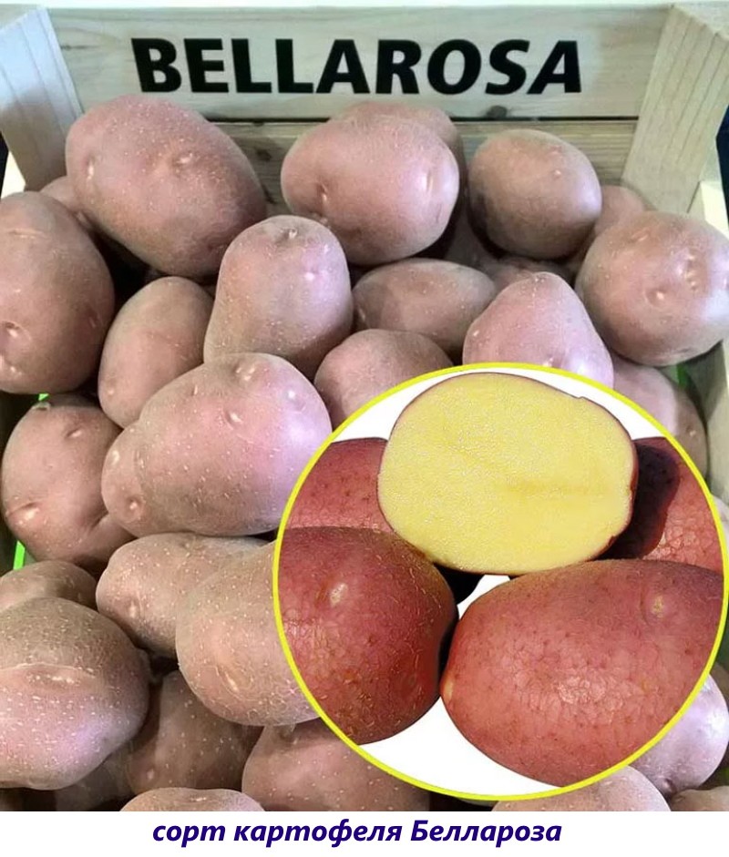 pommes de terre bellarose
