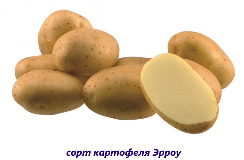 Pommes de terre fléchées