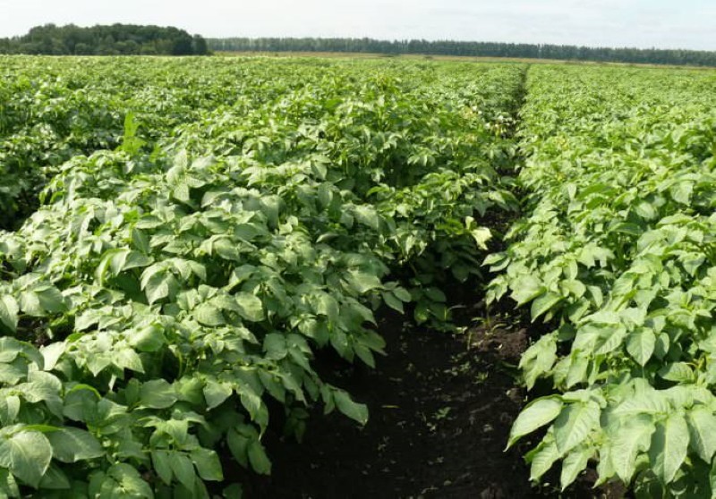 caractéristiques des pommes de terre résistantes à la sécheresse