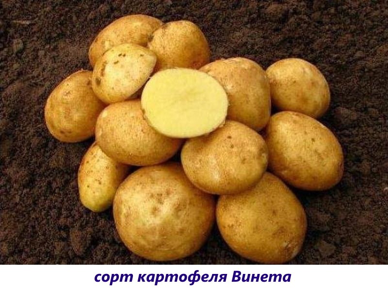 pommes de terre vineta