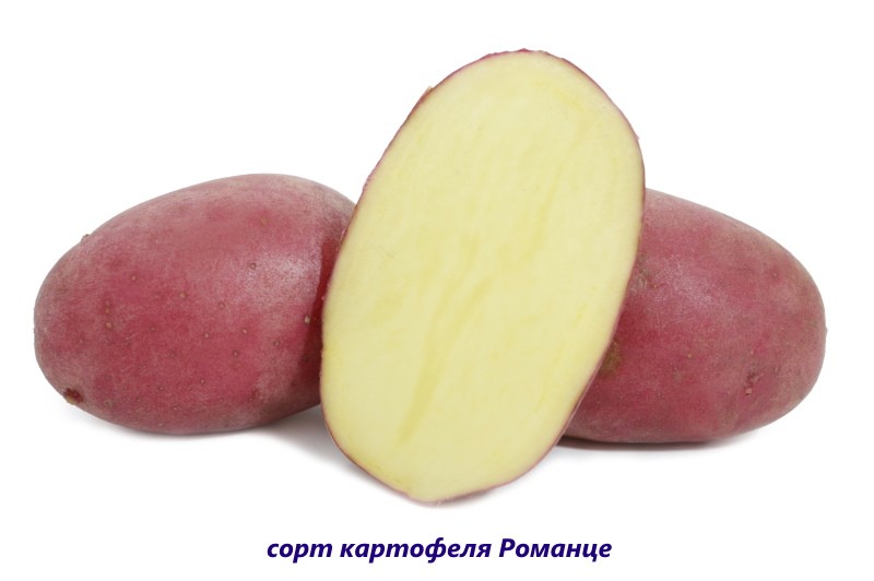 pommes de terre romantiques