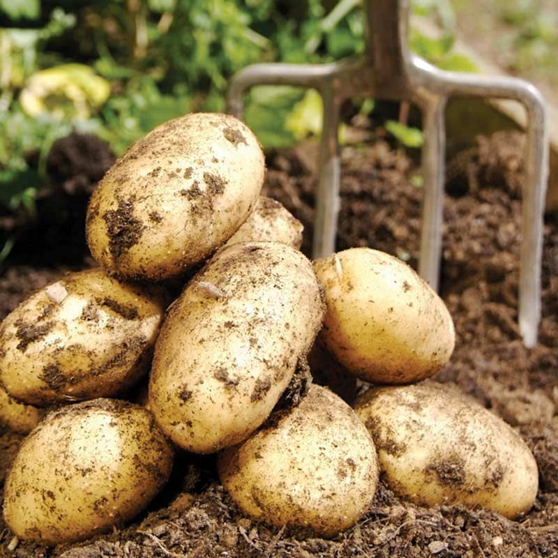 variétés de pommes de terre tolérantes à la sécheresse