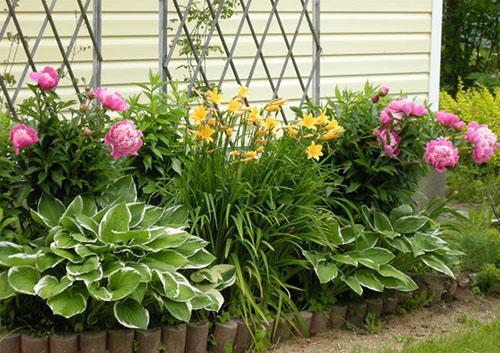 Plantas perennes en el macizo de flores