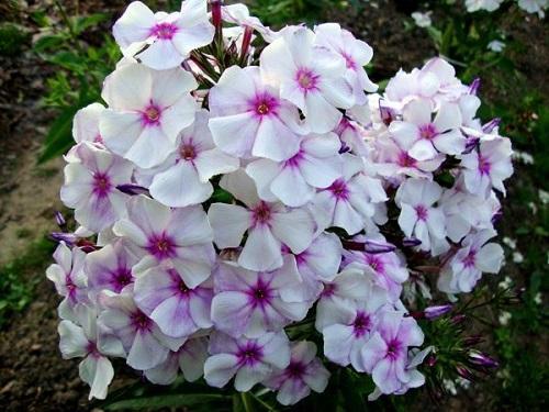 phlox