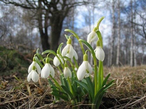 les perce-neige fleurissent